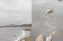Frío extremo en la Patagonia: varios peces murieron congelados en Zapala 