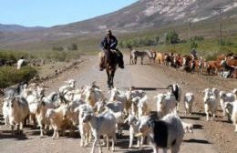 Se puso en marcha el operativo de la trashumancia en la provincia 