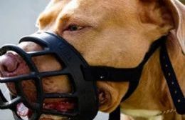 Por ley, buscan crear un instituto para mascotas considerados peligrosas