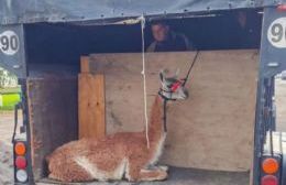 VIDEO | Guanaco rescatado del río Limay será reinsertado en su hábitat natural tras intervención exitosa