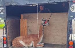 Búhos, pumas y guanacos: los increíbles operativos de rescate que conmovieron a Neuquén