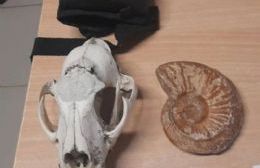 Operativo en el Aeropuerto de San Martín de los Andes: incautan cabeza de puma y fósil prehistórico